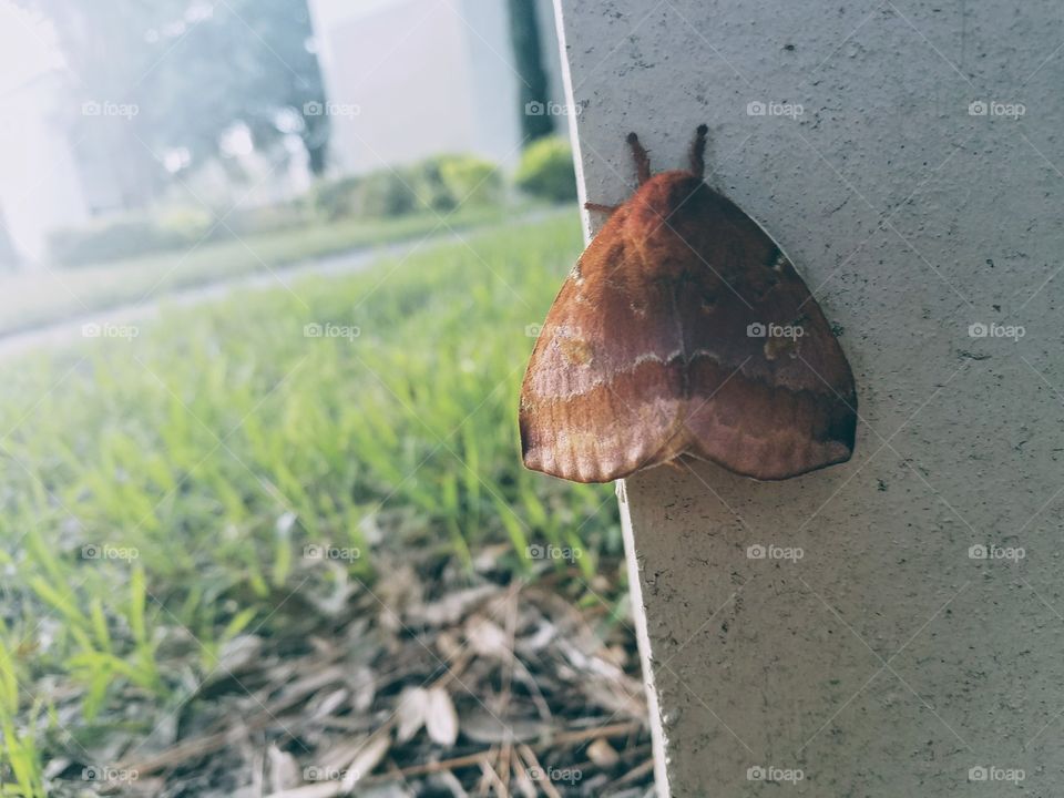 Orange and brown moth on post