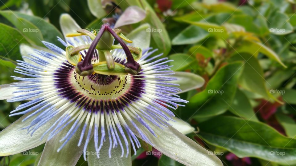 Close-up of passion flower