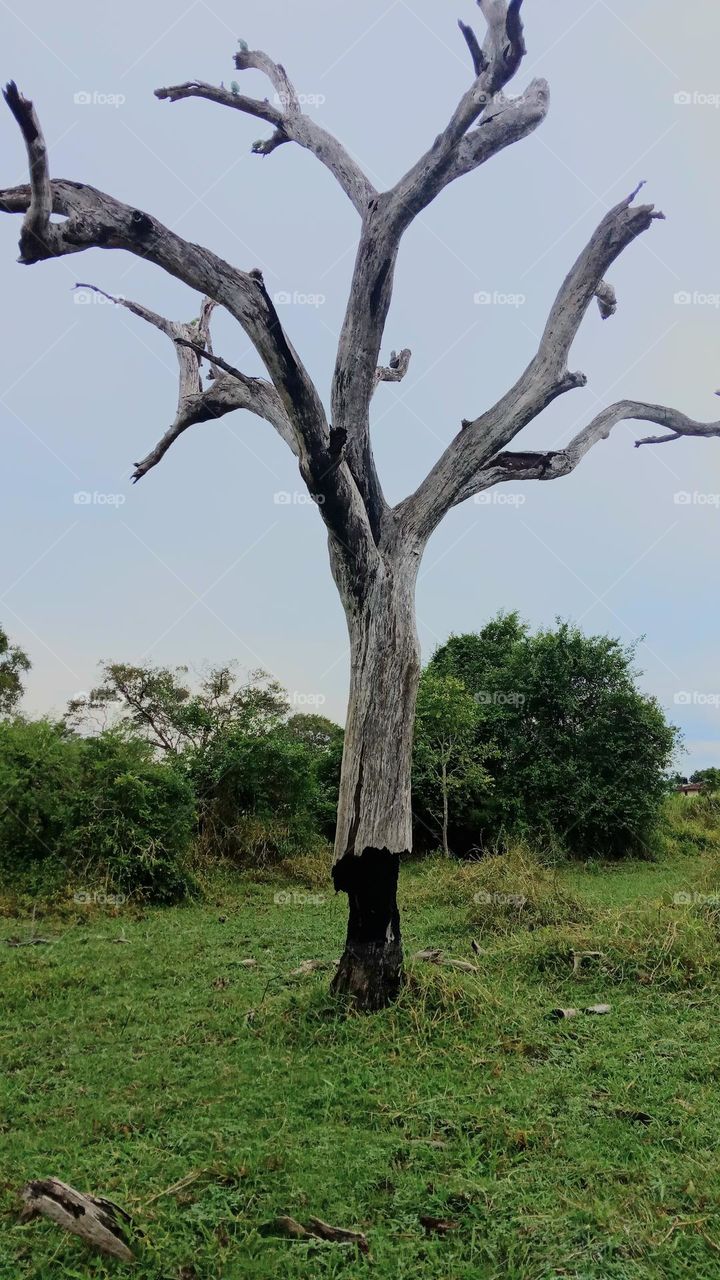A dead tree