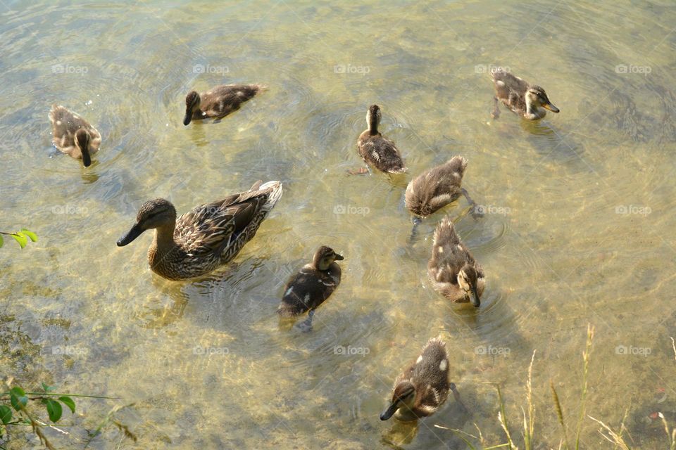 duck and ducklings on a lake summer time