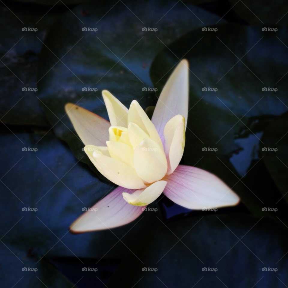 flower white water lily by jeffreyfabri