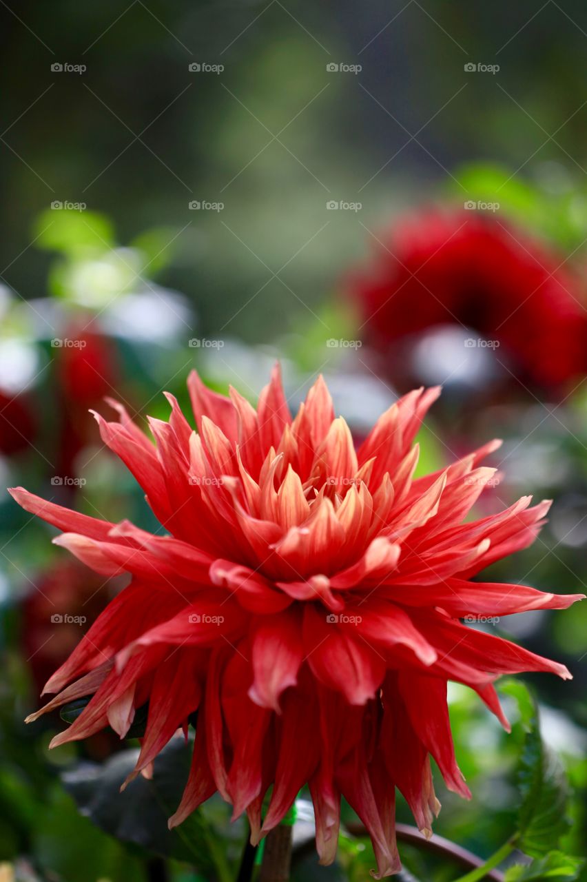 Dahlia