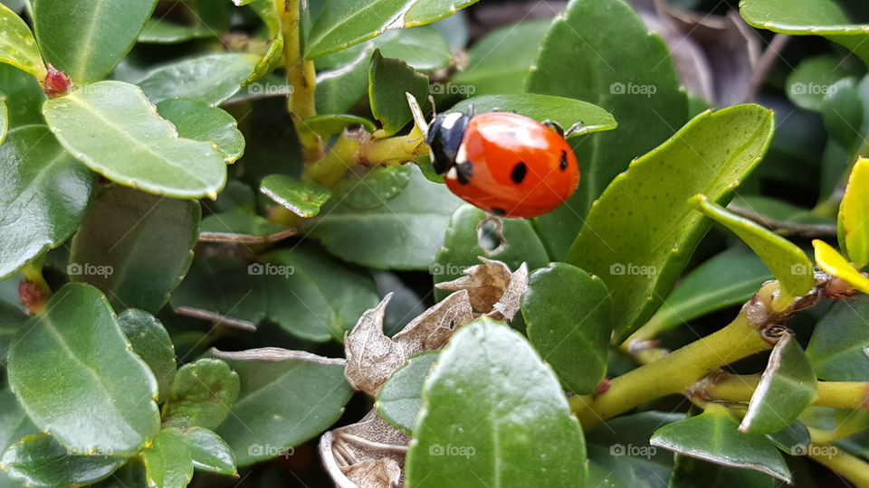 ladybug