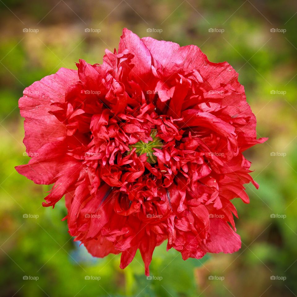 red peony