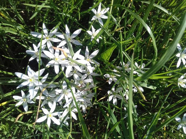 Little flowers