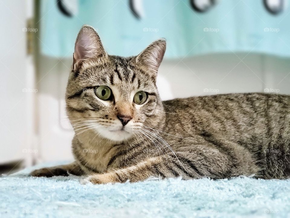 Tabby cat laying down on light blue green rug