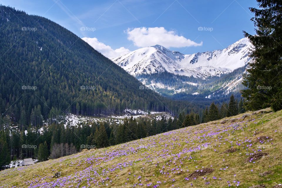 Landscape spring in the mountains