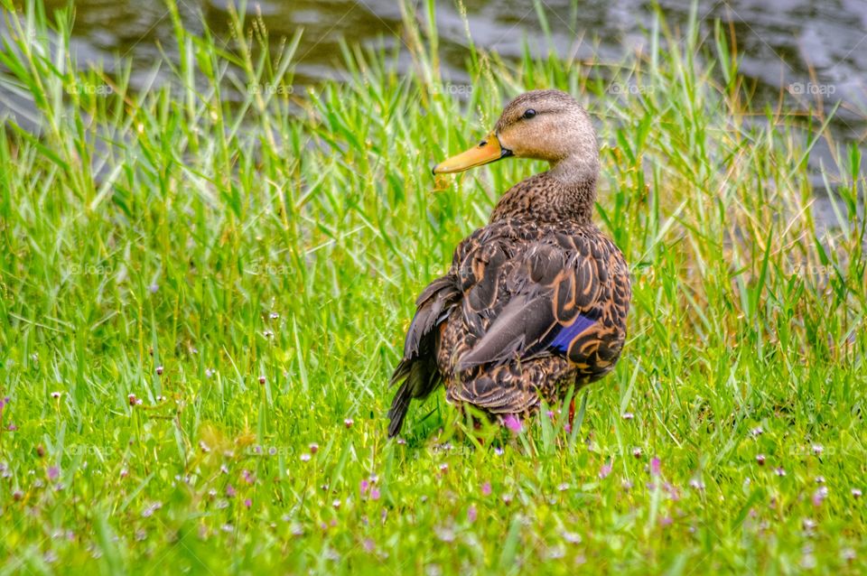 Brown duck in the grass