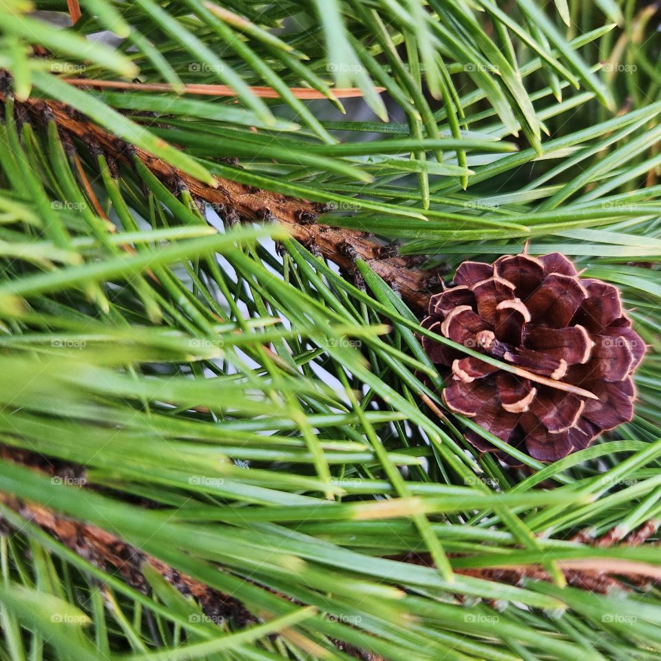 Pinecone