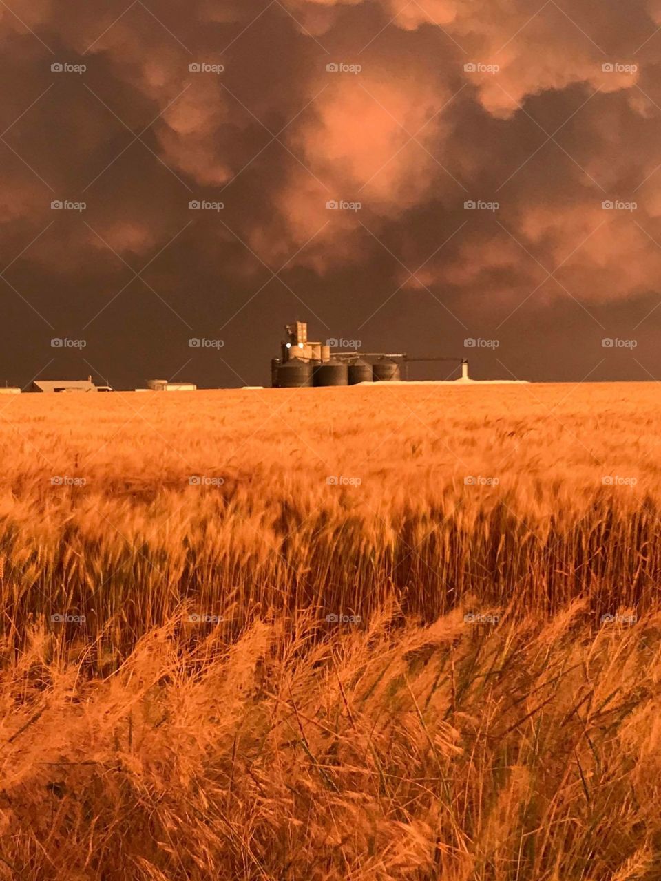 Kansas wheat fields blowing in the wind