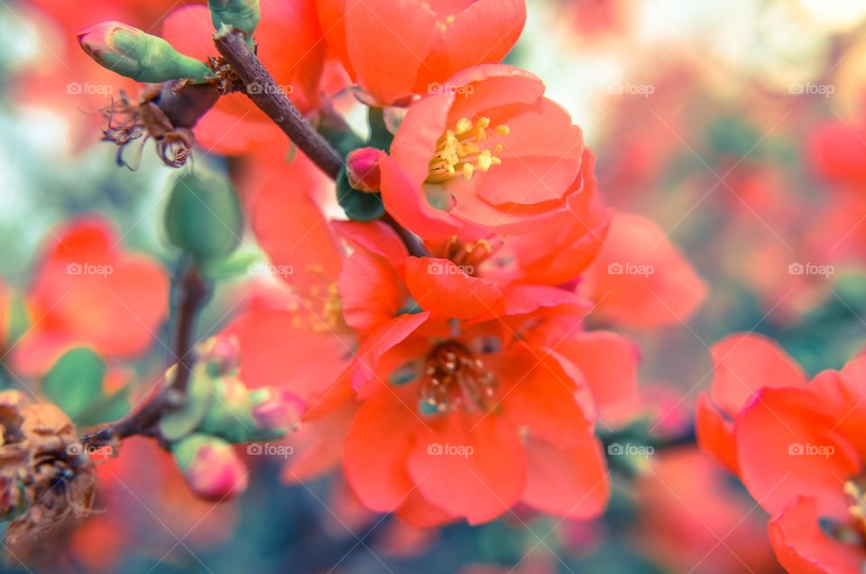 Beautiful spring red flower