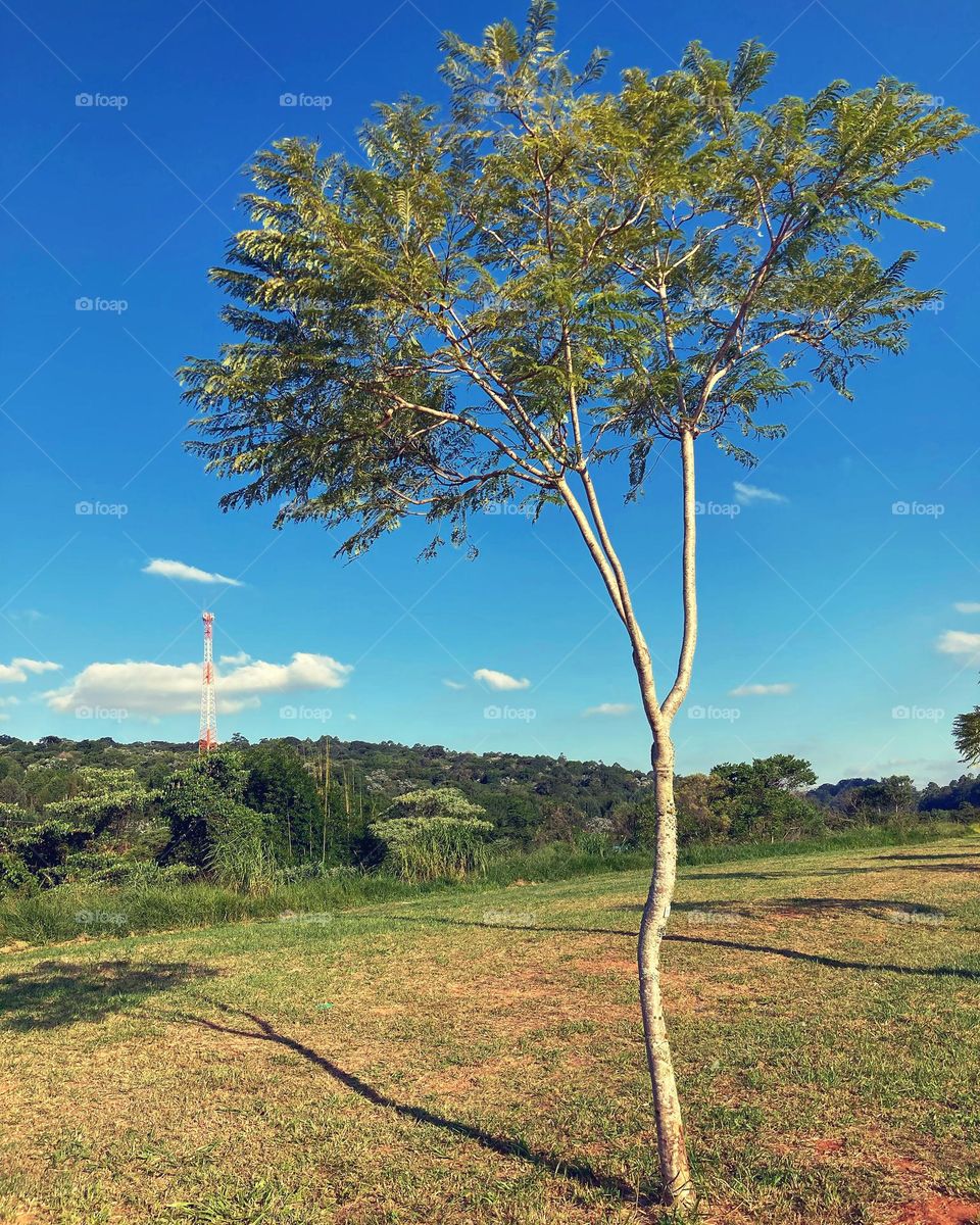 Uma árvore solitária. Sozinha no campo, estaria ela feliz?

Ainda bem que nós, homens, não somos plantas… solidão não é pra mim!