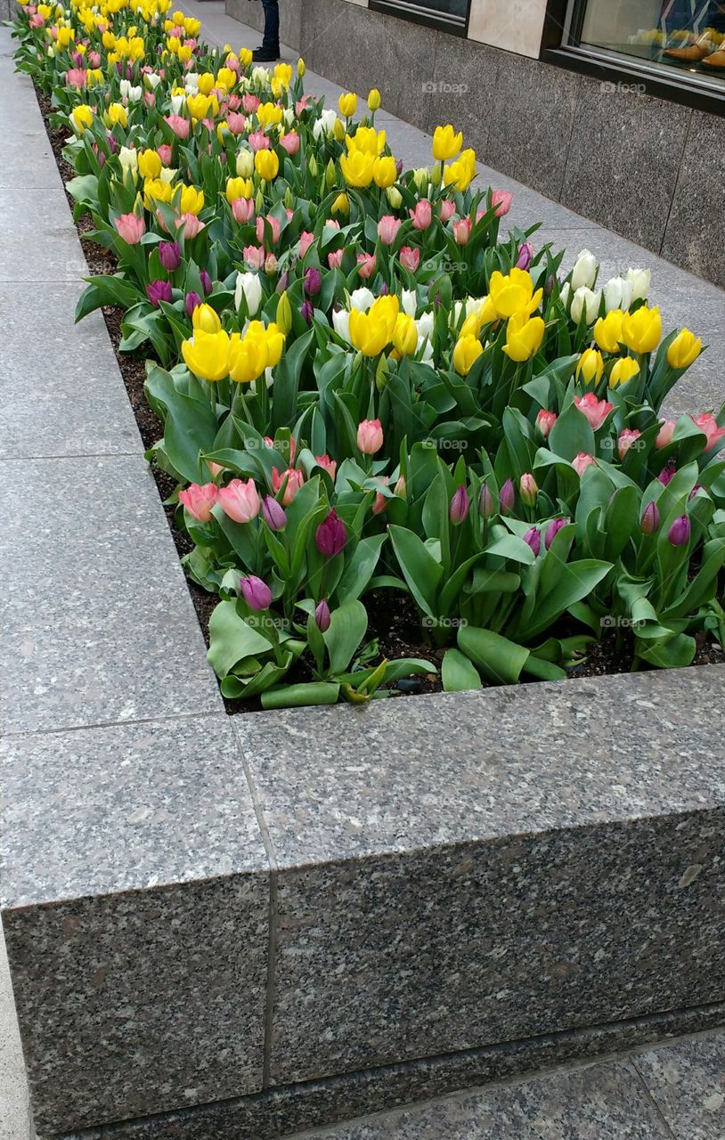 Spring Tulips in NYC