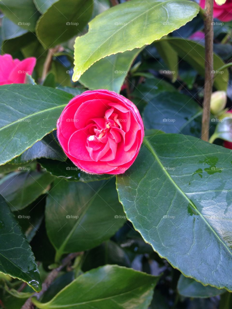 Bud. Blooming