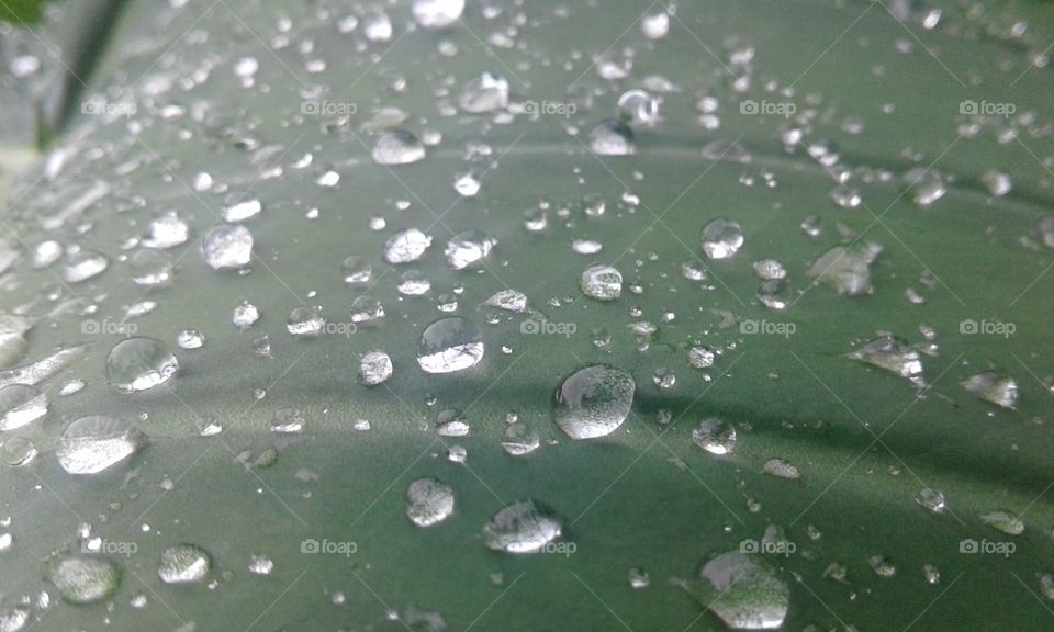 leaf with rain drop