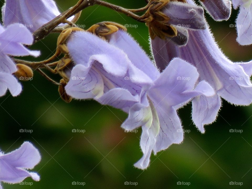 桐     Empress tree