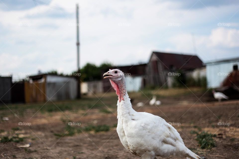 graceful turkey