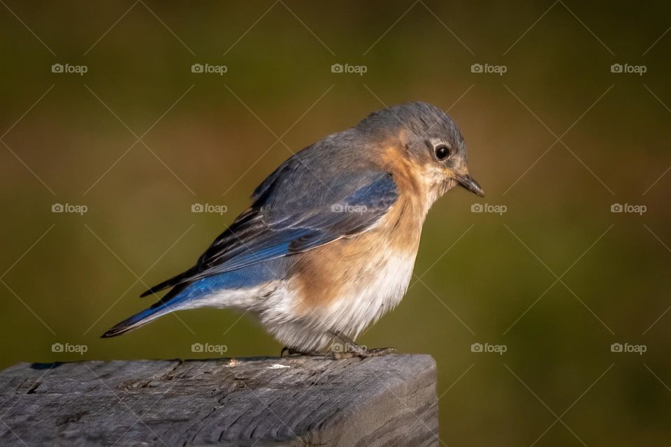 A young bluebird learning its way as spring arrives. 