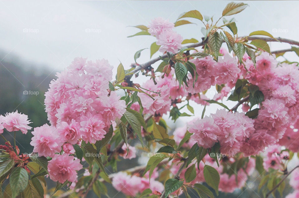 Cherry tree blossoms 