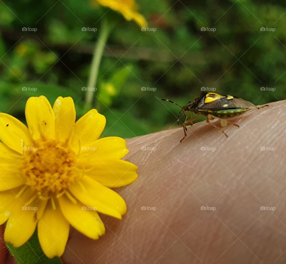 small insect in yellow color combination with nature, perfect flower