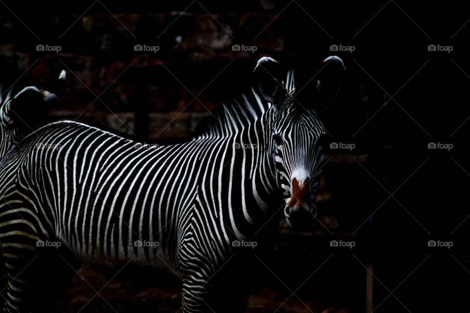 Zebra