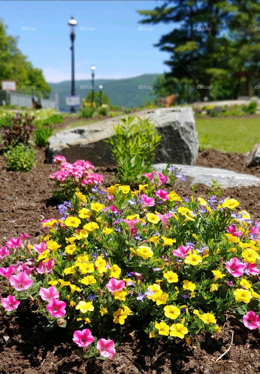 Beautiful Flowerbed!