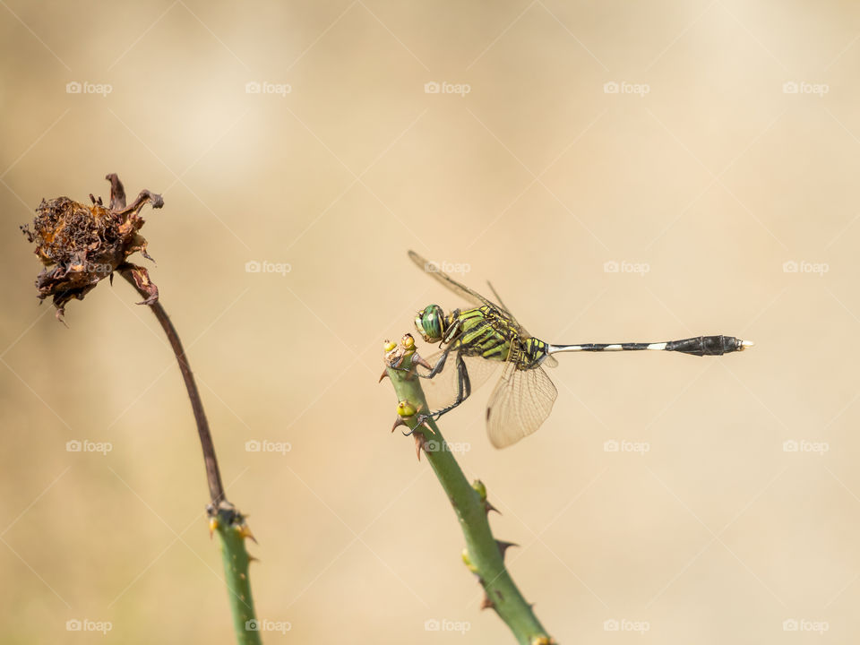 Beautiful Dragonfly