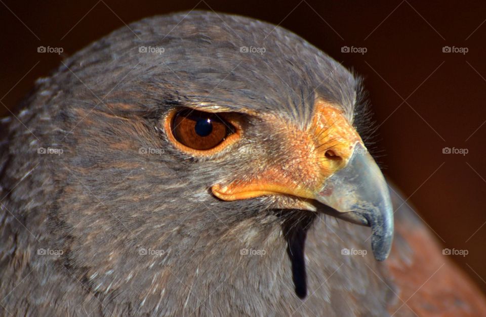 Harris Hawk