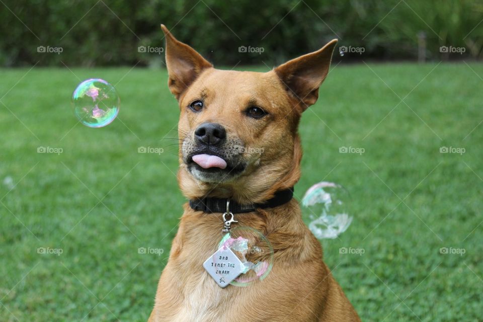 Silly bubble dog 