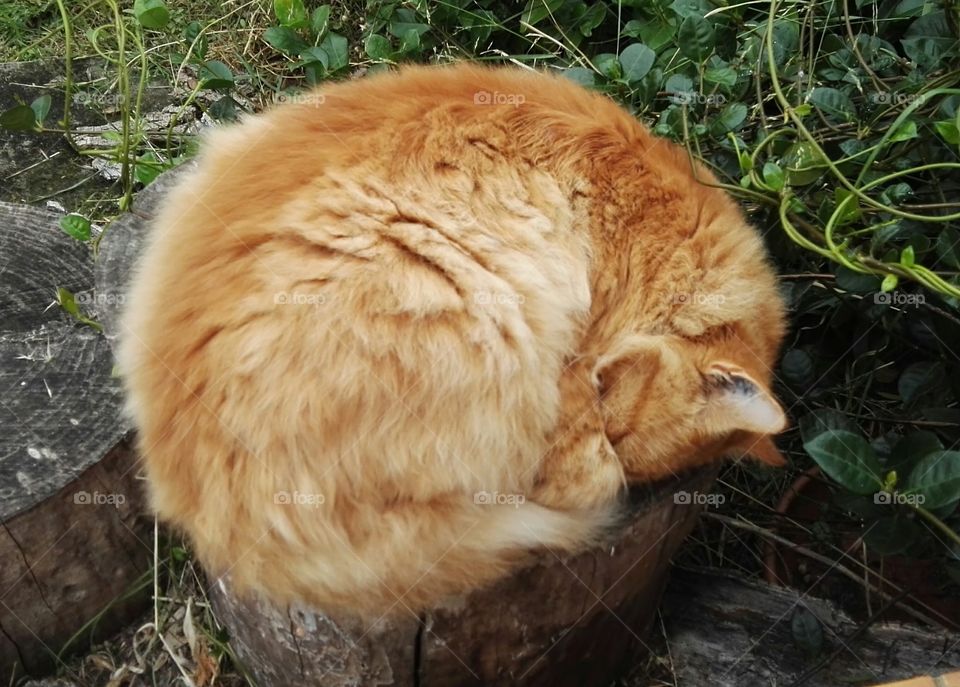 I sleep anywhere! loving tree cat :)