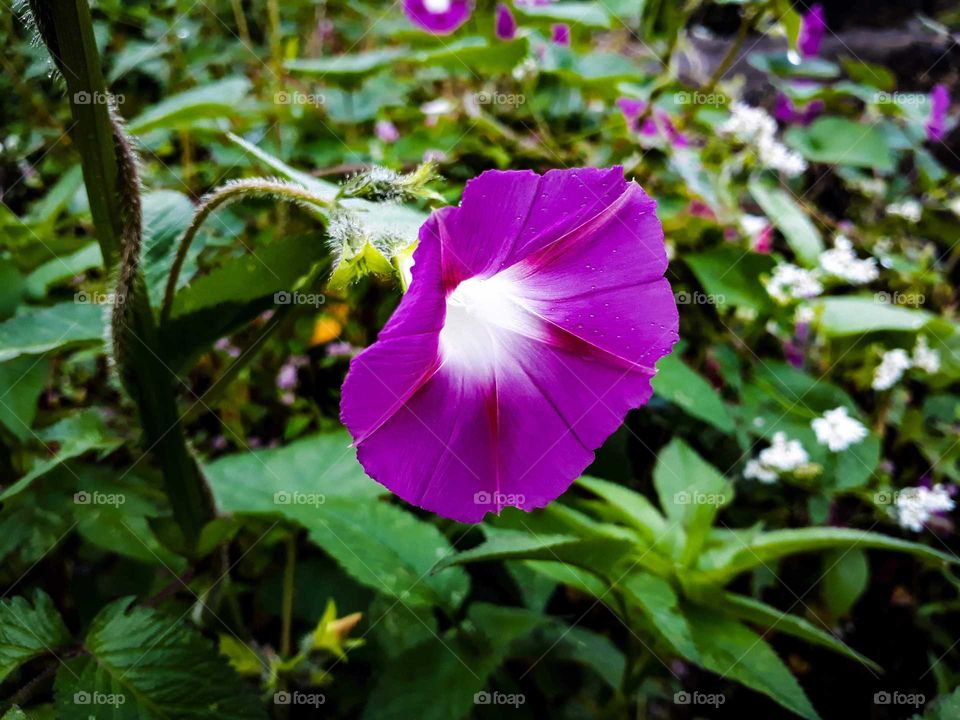 Morning glory in full bloom