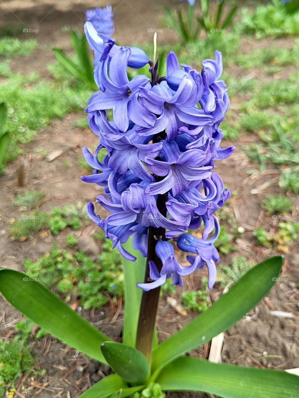 Blue hyacinth
