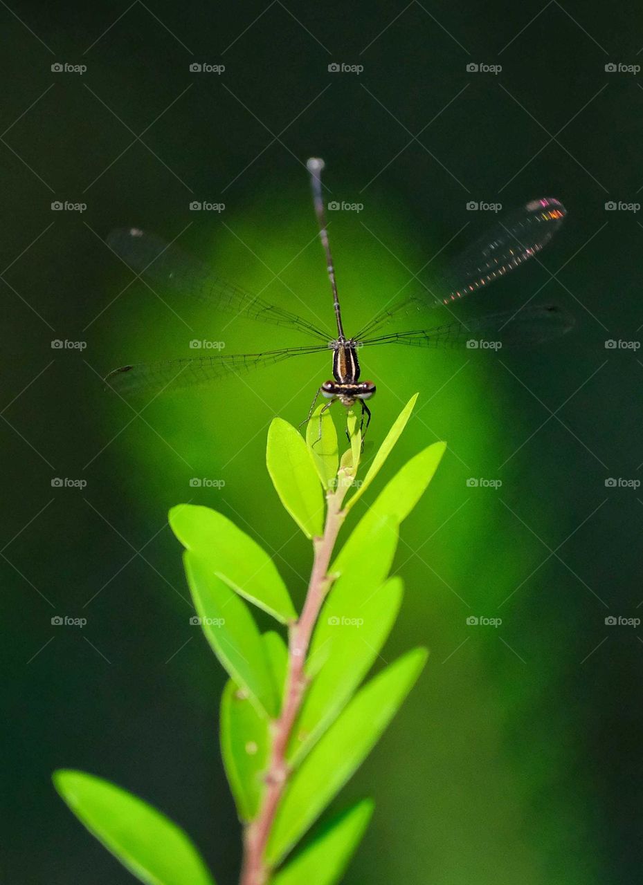 Conspicuous Malachite flying insect green