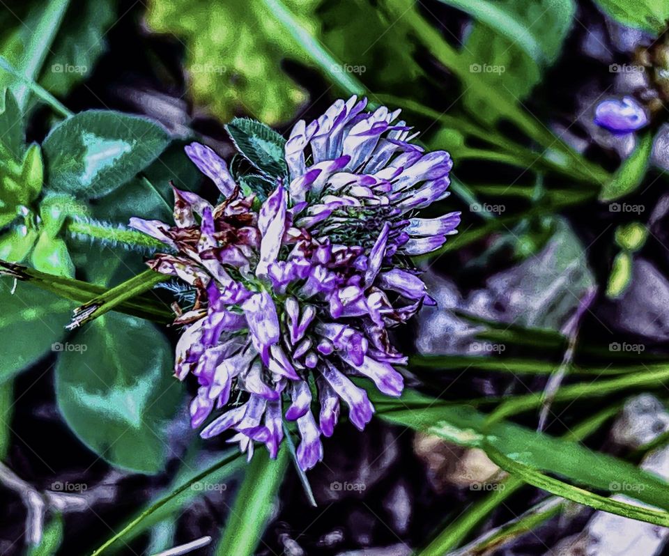 The Purple Clover 