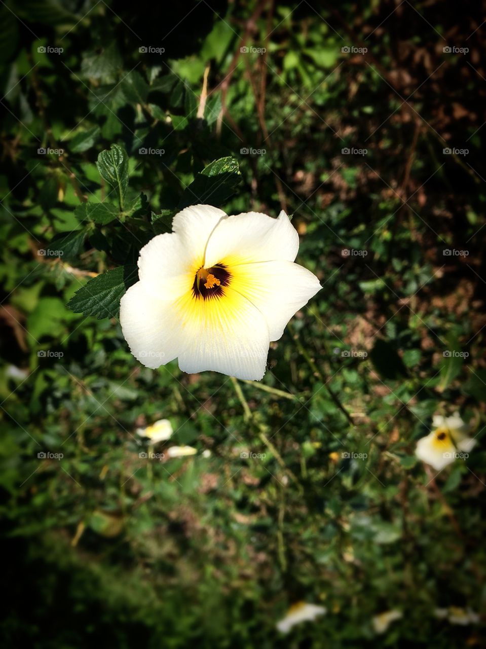 FOAP MISSIONS - FOCUS / 🇺🇸 The beauty of a flower with the camera lens prepared for a good focus. / 🇧🇷 A beleza de uma flor com a lente da câmera preparada para um bom foco. 