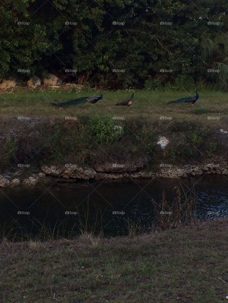 Peacock feeding time