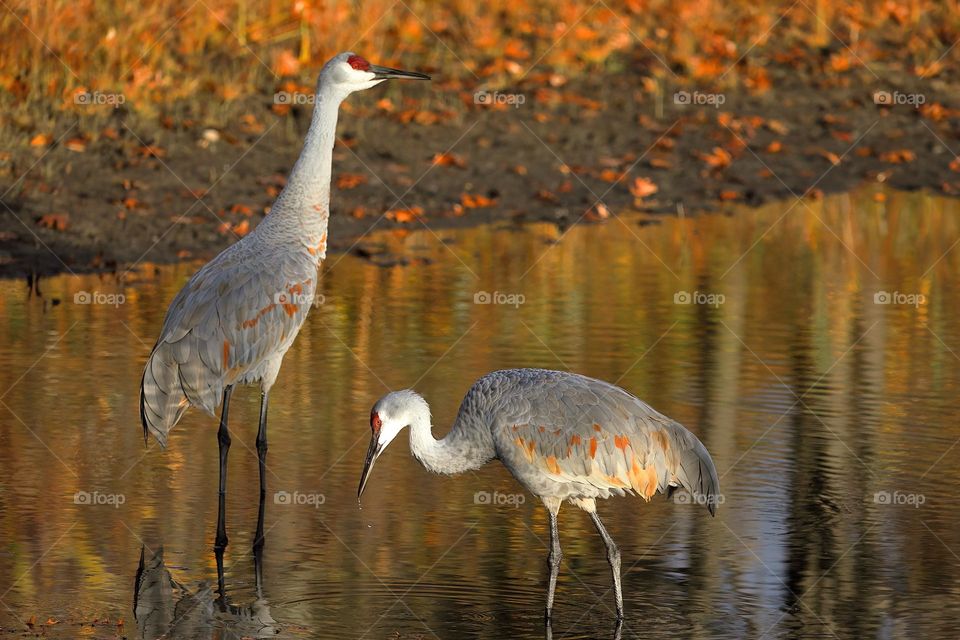 sandhill cranes