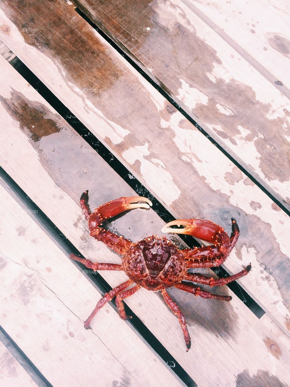 Crab