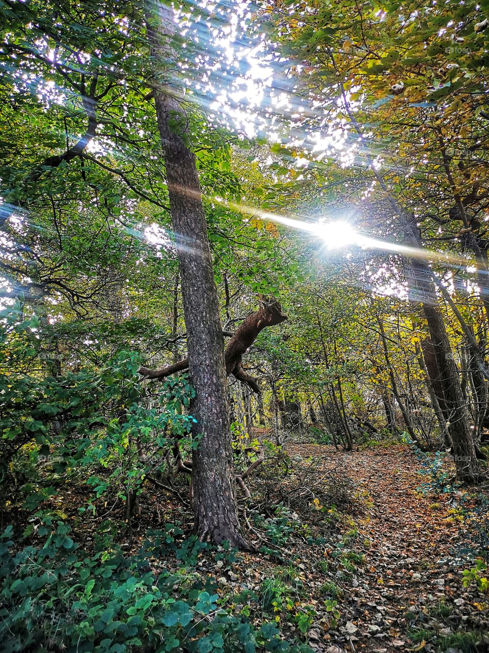 A walk in the woods to find myself.