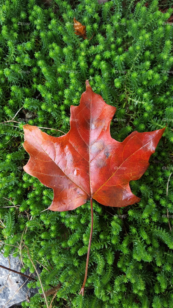 fall red leaf