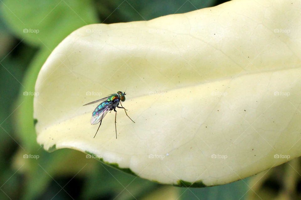 Closeup fly standing on a variegated schefflera yellow leaf
