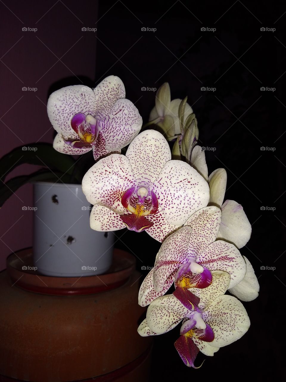 orquídea phalaenopsis