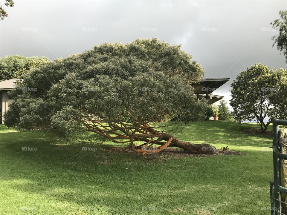 Sideways growing tree