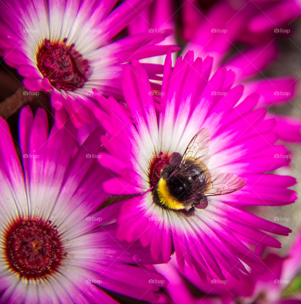 Busy bee in the summer sun 