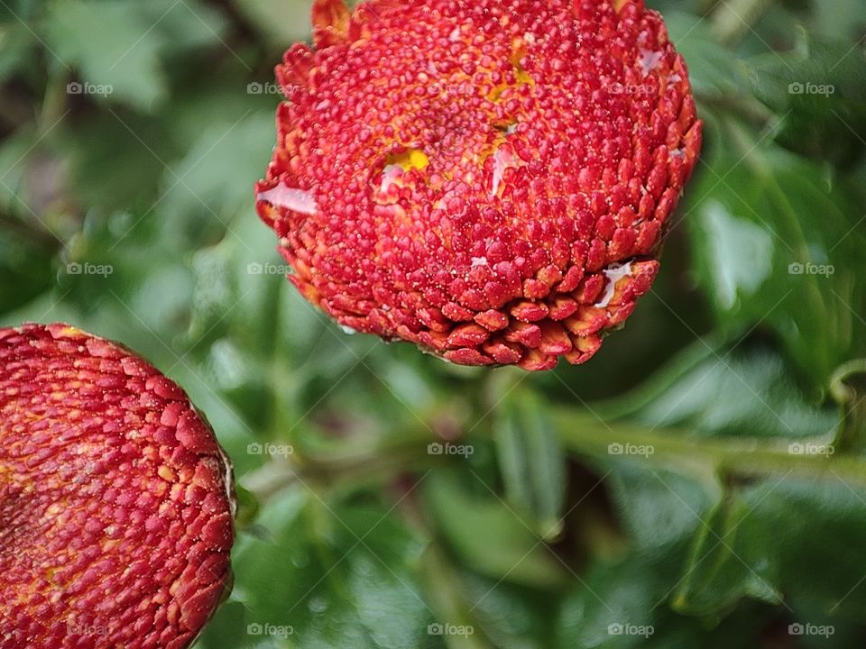 Macro image of red  chrisantam flowers