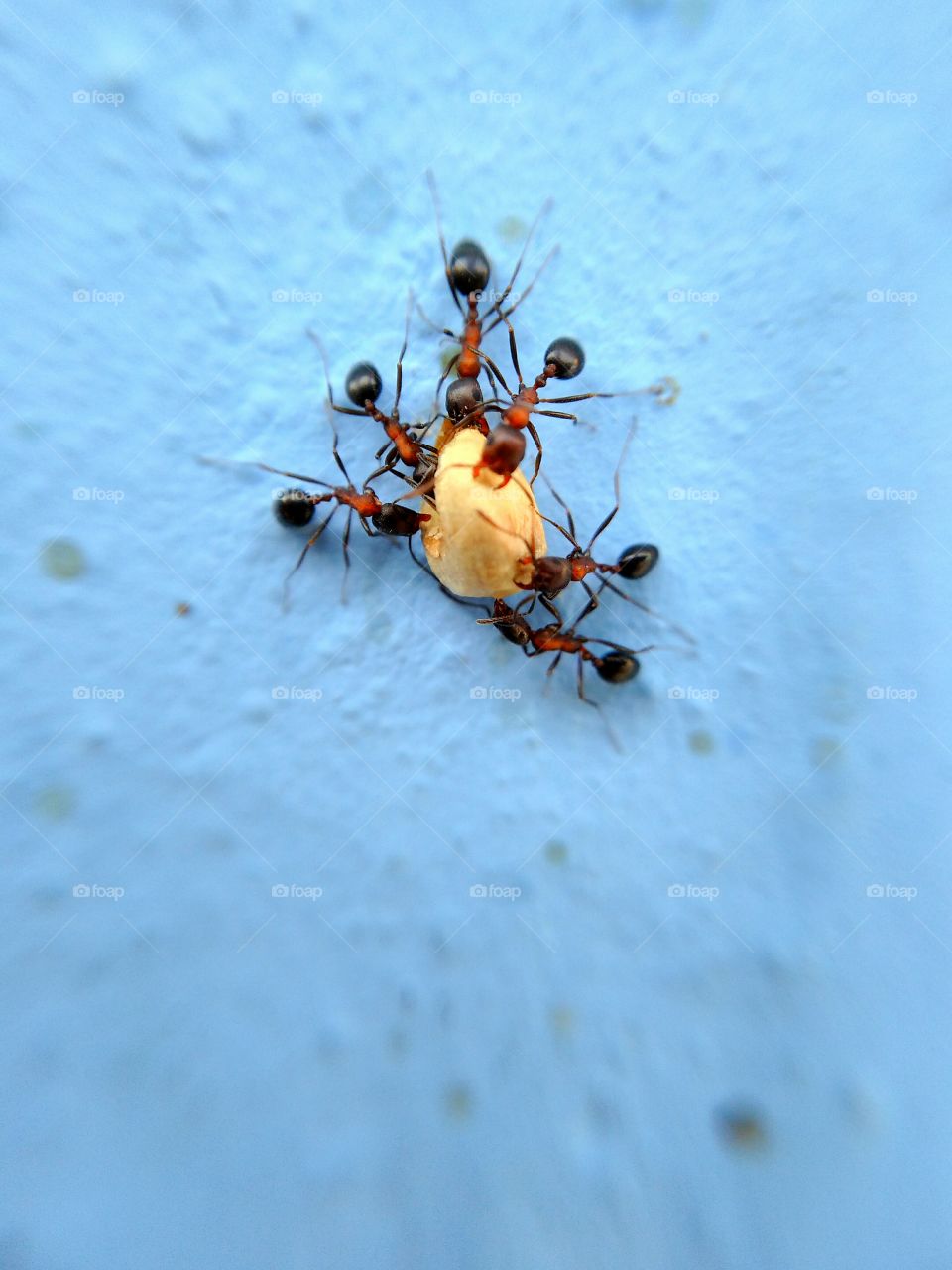 working ants in macro shots