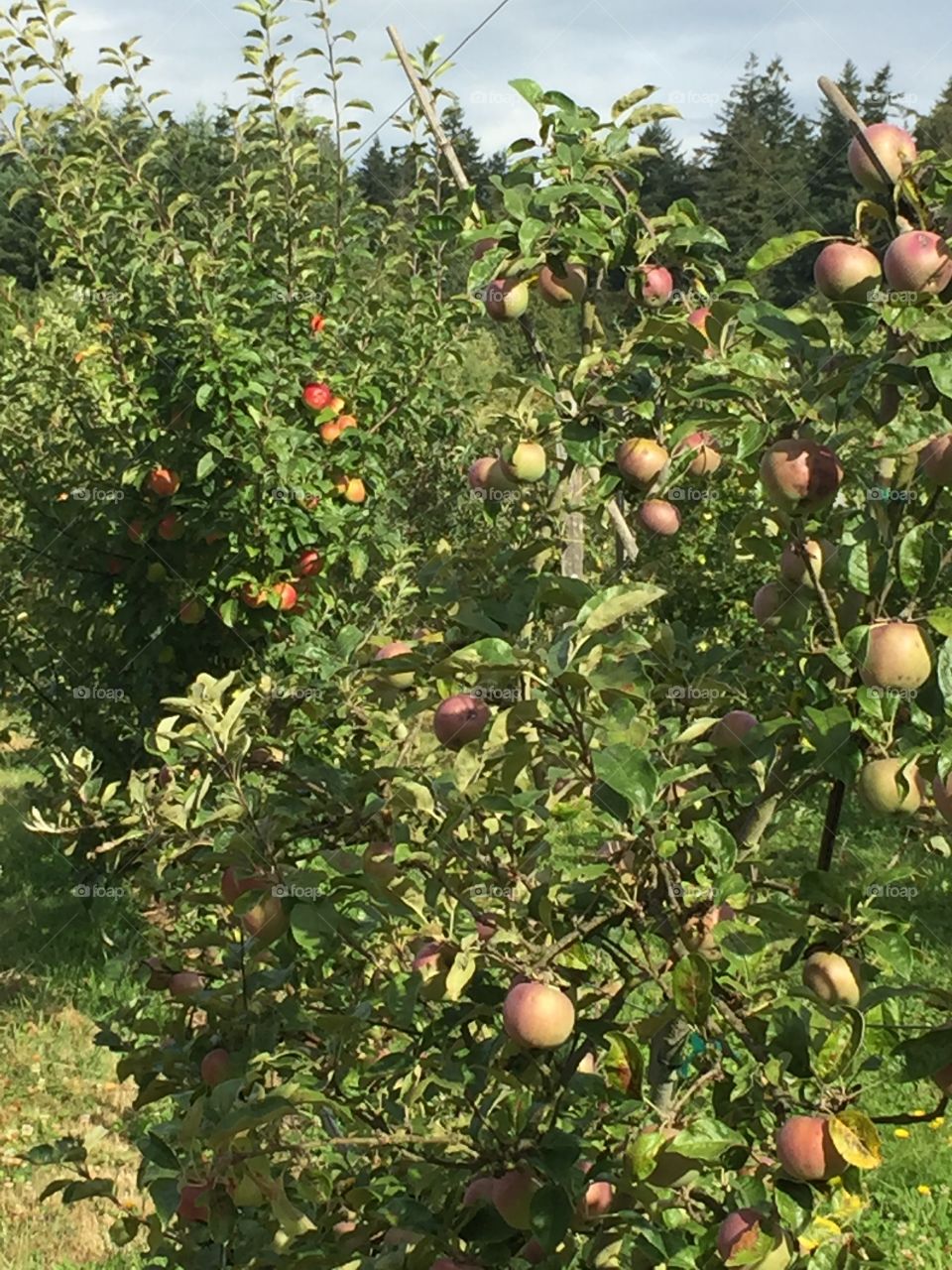 Apple trees growing at UBC Farm, amongst many other fruits and vegetables