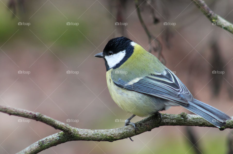 Great Tit on small winter branch, nature colors.