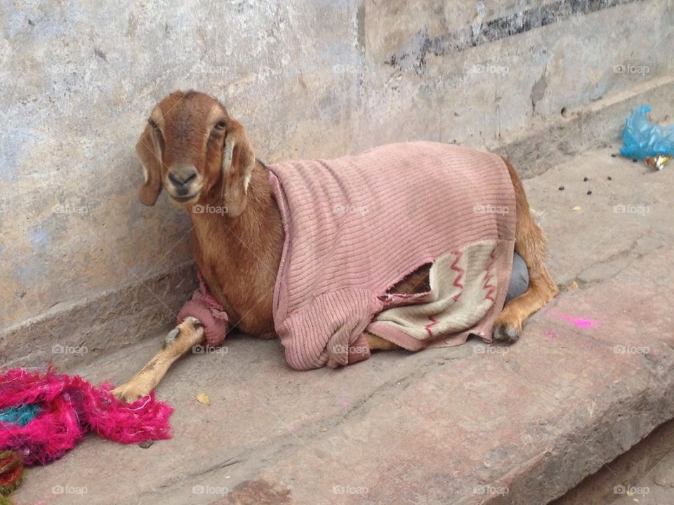 Goat wearing a jumper