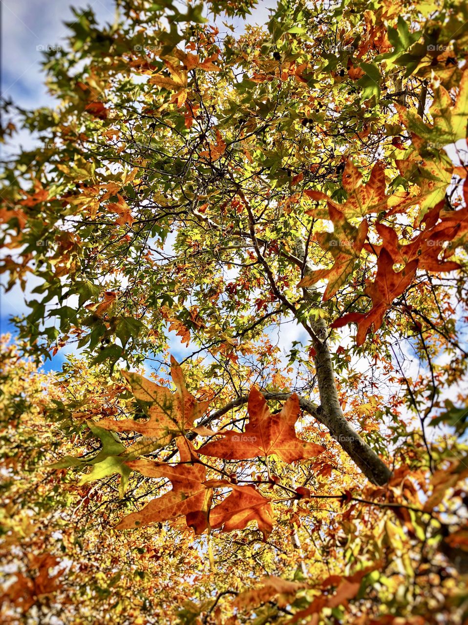 Foap Mission First Signs Of Autumn! Beautiful Leaves Turning To Fall On A Tree With Blue Sky And Clouds!